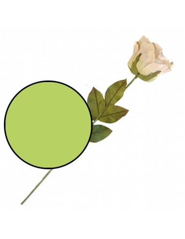 Rosa Extra Verde