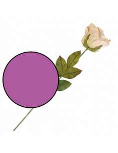 Rosa Extra Violeta