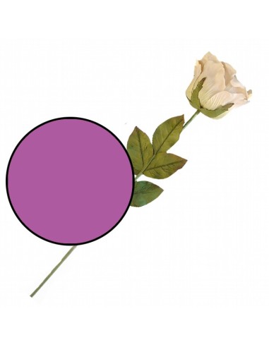 Rosa Extra Violeta
